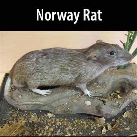 norway rat invasive species